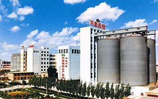 一碗面的匠心與奇跡 實(shí)業(yè)公司的四次吉尼斯世界紀(jì)錄巴彥淖爾重現(xiàn)